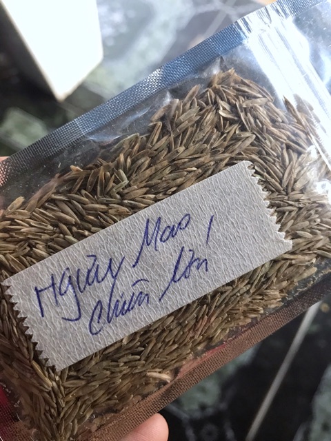 HẠT GIỐNG THỦY SINH SỐ 3 NGƯU MAO CHIÊN CAO 10g