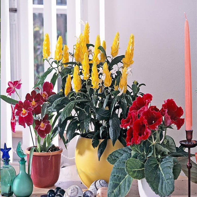 Cây Rồng Nhả Ngọc (Rồng Vàng) - cây cảnh để bàn