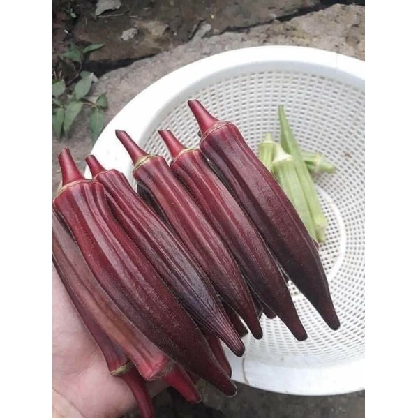Hạt Giống Đậu Bắp Đỏ Siêu Quả F1 😍🧡Freeship ❤️💥chất lượng cao
