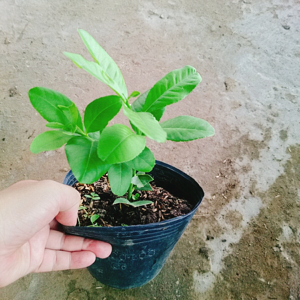 Cây chanh vàng mỹ - cây ăn quả có thể trồng chậu nhanh ra trái sau 5 tháng trồng