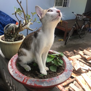 yennhinguyen091292
