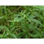 Bạch hoa xà thiệt thảo khô JINDO 1kg thảo dược tốt cho sức khỏe