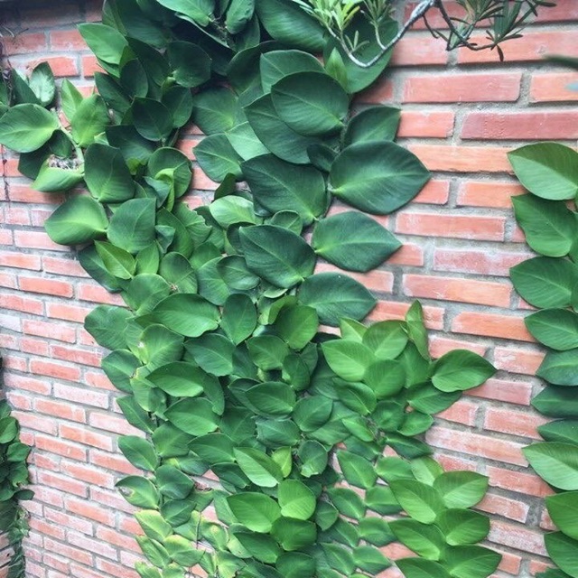 Cây tắc kè leo tường | Shopee Việt Nam