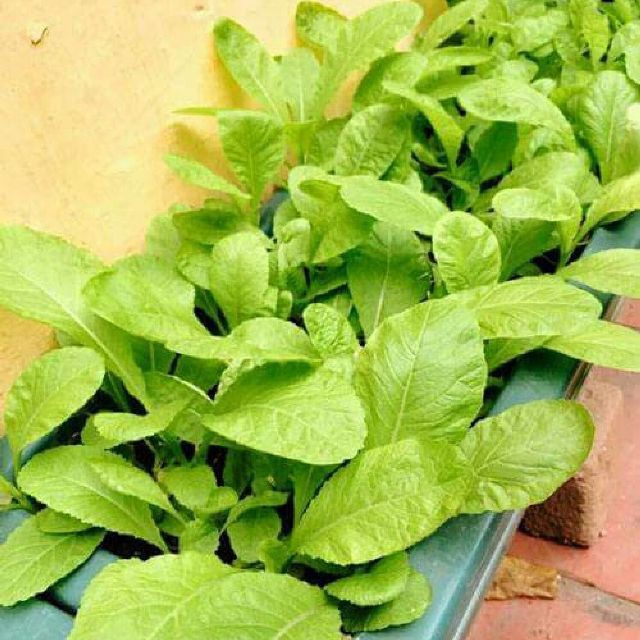 hạt giống rau cải mơ (cải canh) 10gr | Shopee Việt Nam
