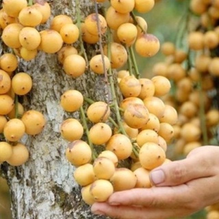 Cây bòn bon (dâu da đất ) ghép cành cao 40-70 cm 1 năm ra quả .