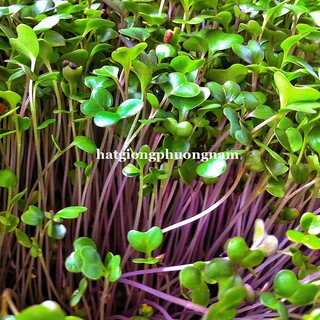 Hạt Giống Mầm Củ Cải Đỏ Phương Nam