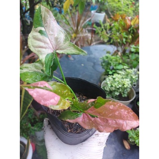 Trầu bà Var hồng (Syngonium pink splash)