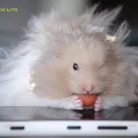 Mùn Cưa Nén Ép Khử Mùi Lót Chuồng Nuôi Hamster Jolly 1kg