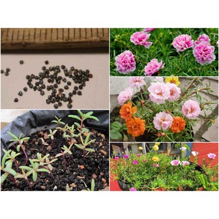 🌟1000 HẠT GIỐNG HOA MƯỜI GIỜ KÉP NHIỀU MẦU🌟BÔNG TO CÁNH KÉP CỰC KỲ ĐẸP