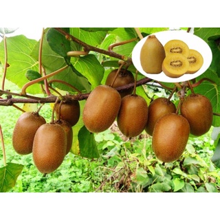· CÂY KIWI. Cây Kiwi là loại cây thuộc dạng thân leo, cao khoảng