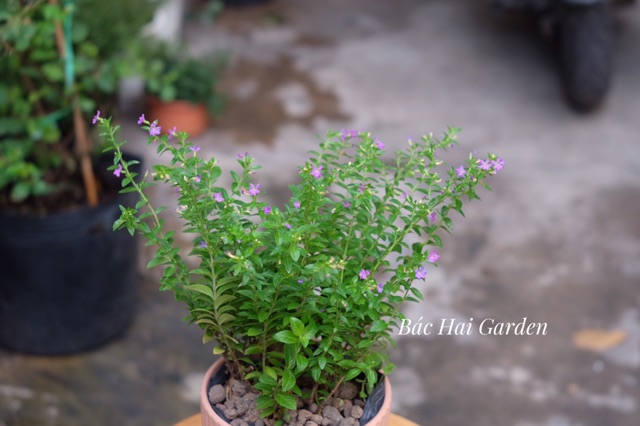 Cẩm Tú mai siêng hoa- Cây hoa ban công chịu nắng