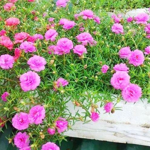 💥hạt giống hoa mười giờ mỹ kép nhiều màu ♥️ Siêu Xinh♥️ nở cả ngày dễ trồng nảy mầm như mạ non.
