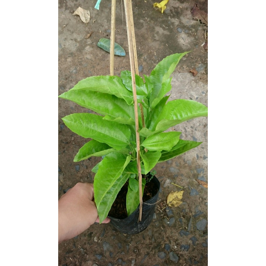 Chanh dây tím ( chanh leo )