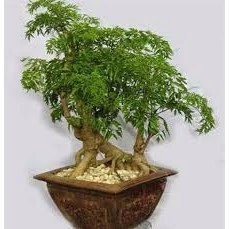 CÂY GIỐNG ĐINH LĂNG TA LÁ NHỎ