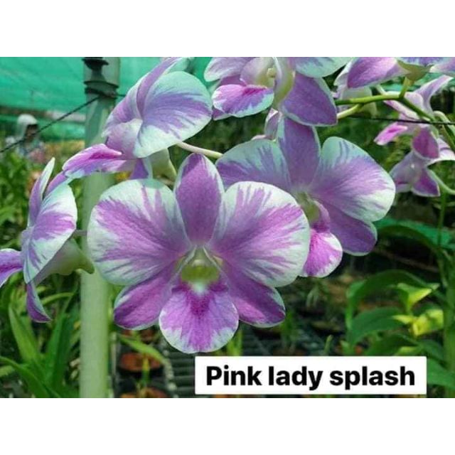 Chớp pink cây giống | Shopee Việt Nam