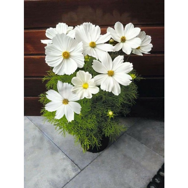 150 hạt giống hoa sao nhái trắng tinh ❤️Siêu Xinh❤️ nảy mầm cực đỉnh