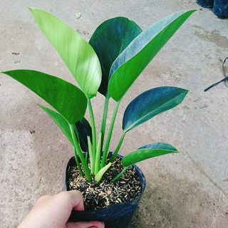 Combo 4 cây trầu bà đế vương ( đế vương nâu + đế vương vàng + đế vương đỏ + đế vương xanh )