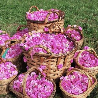 Nến thơm hoa hồng Bulgari hũ pha lê cao cấp 220gr