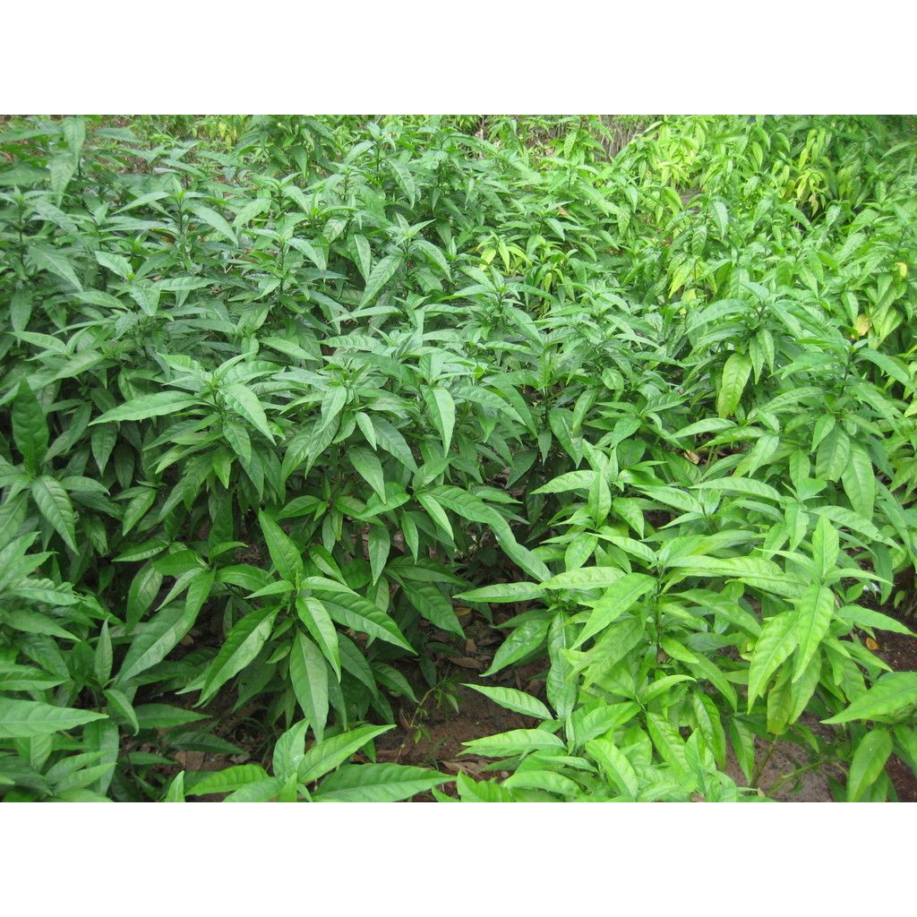 Cây xương khỉ thượng hạng JINDO 1kg
