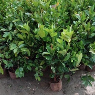 Cây cherry Brazil choai cao 80-90 cm (ảnh chụp thật tại vườn) .