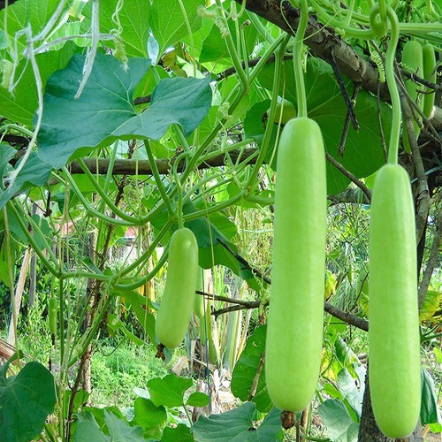 HẠT GIỐNG Bầu sao lai quả ngắn cực dễ trồng nảy mầm 90% gói 10 hạt bốn mùa