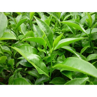 Cây Giống Chè Xanh .