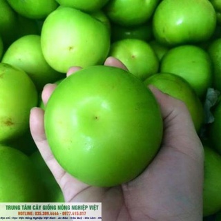 Cây Giống Táo Đại .