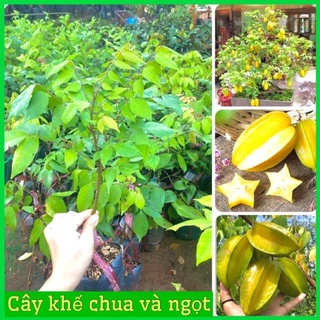 Cây giống khế ngọt và khế chua siêu quả cây khỏe mạnh dễ trồng .