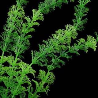 Mô Phỏng Nhựa Nước Cỏ Cây Xanh Sống Động Dưới Nước Cây Bể Cá Cảnh Quan Trang Trí Thủy Sinh Thú Cưng