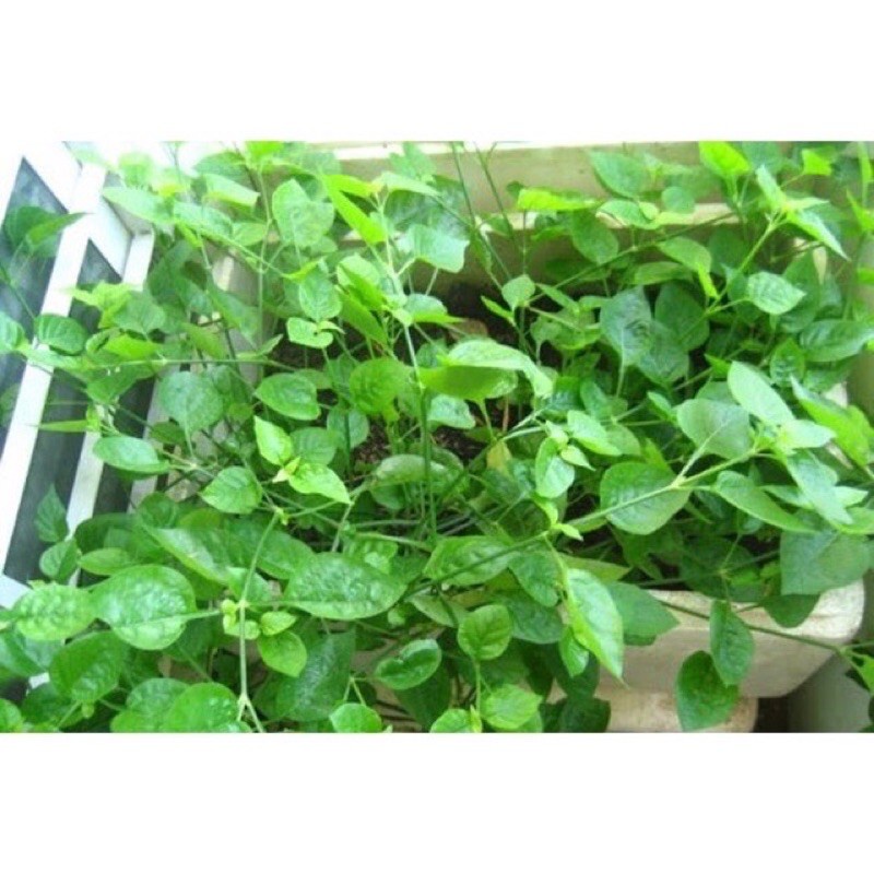 cây rau bồ ngót nhật - chỉ giao hỏa tốc tp.hcm | Shopee Việt Nam