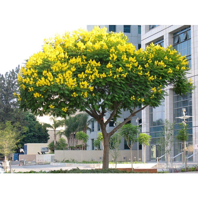 Cây Giáng Hương - cây công trình hoặc trồng sân vườn lấy bóng mát