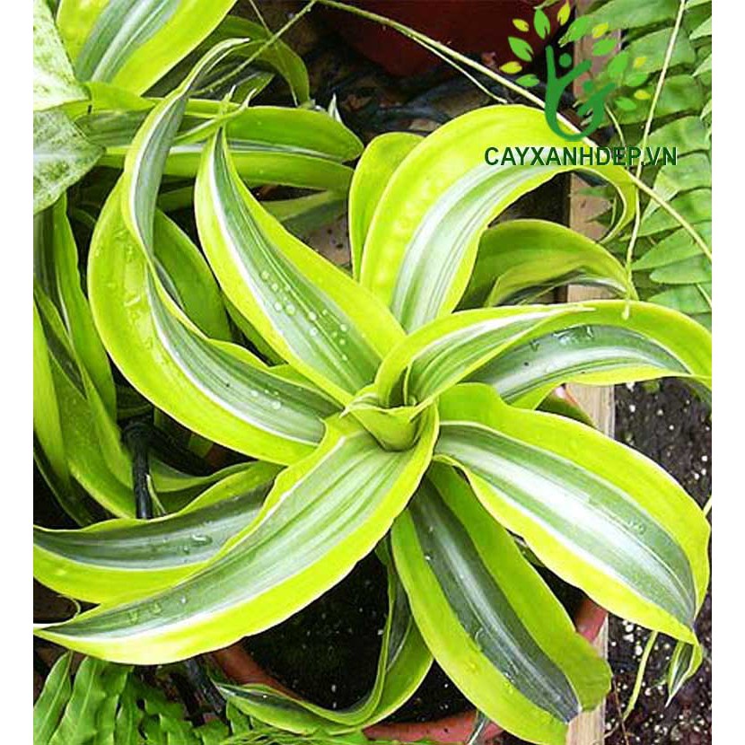Cây Phát Tài Mỹ - Cây cảnh phong thủy