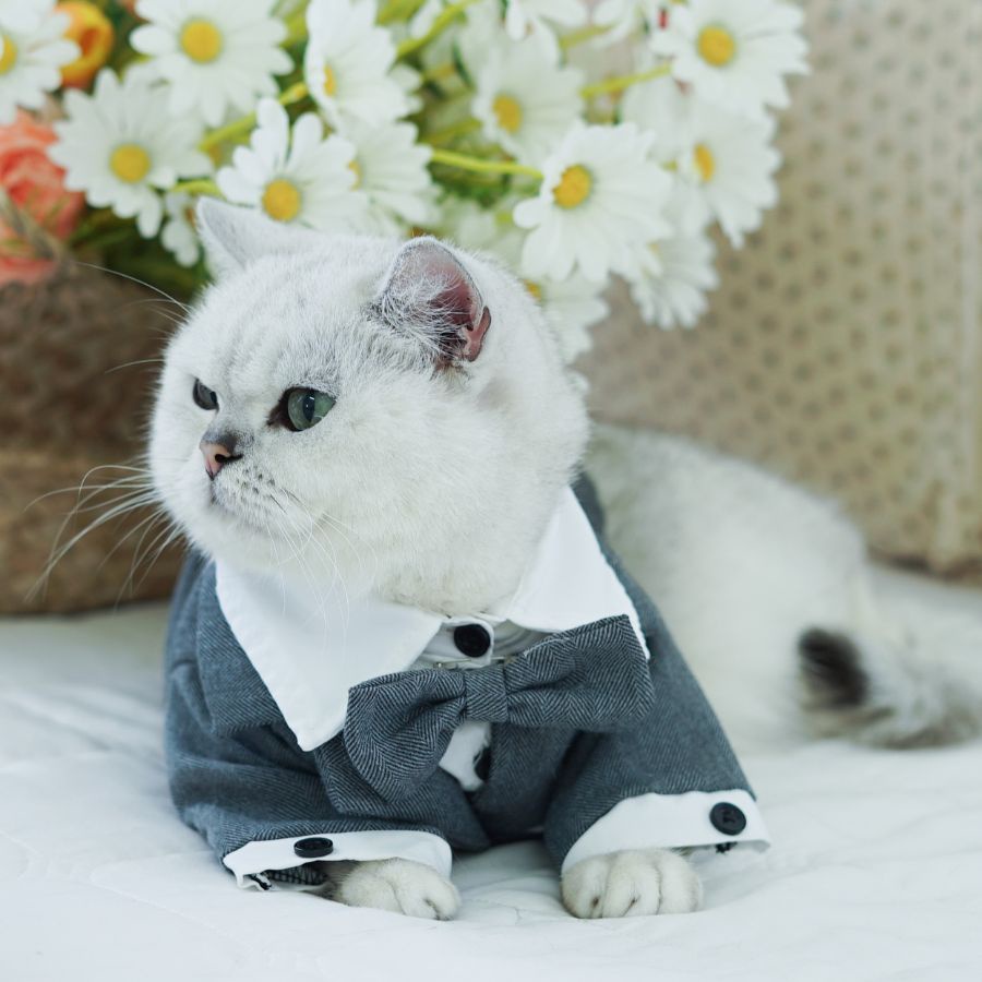 [XS - 4XL] Áo vest chó mèo thú cưng tuxedo