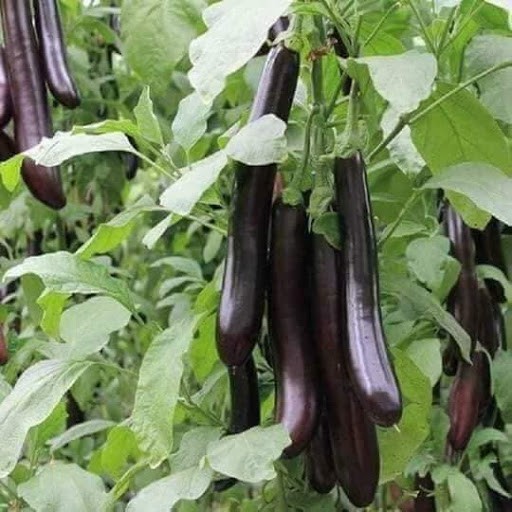 Hạt giống cà tím dài ♥️♥️năng xuất cao nảy mầm trên 90%