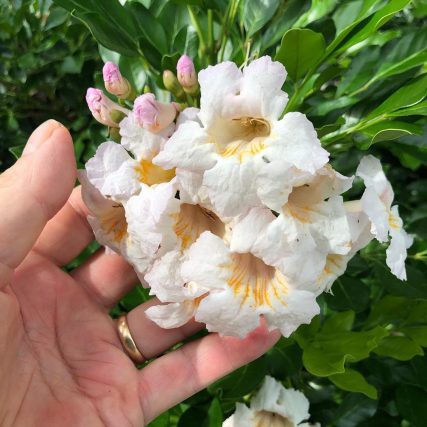 Cây Nguyệt Quế Thái - Cây cảnh trong nhà