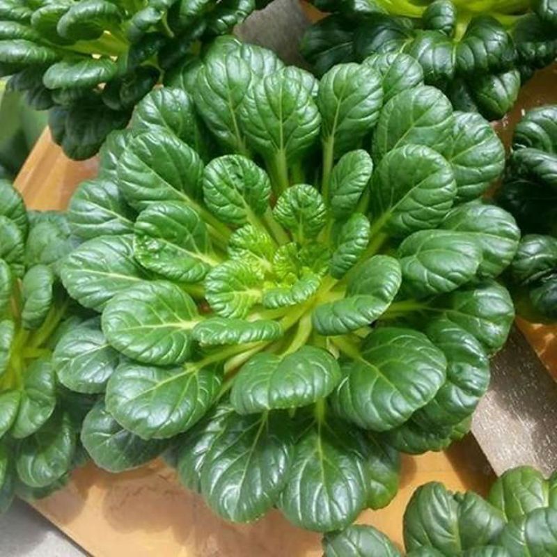 200 hạt giống cải hoa hồng f1 nhập khẩu 💥SALE LỚN💥 chất lượng cao