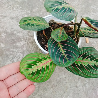 Cây Đuôi Công Xương Cá - cây cảnh để bàn