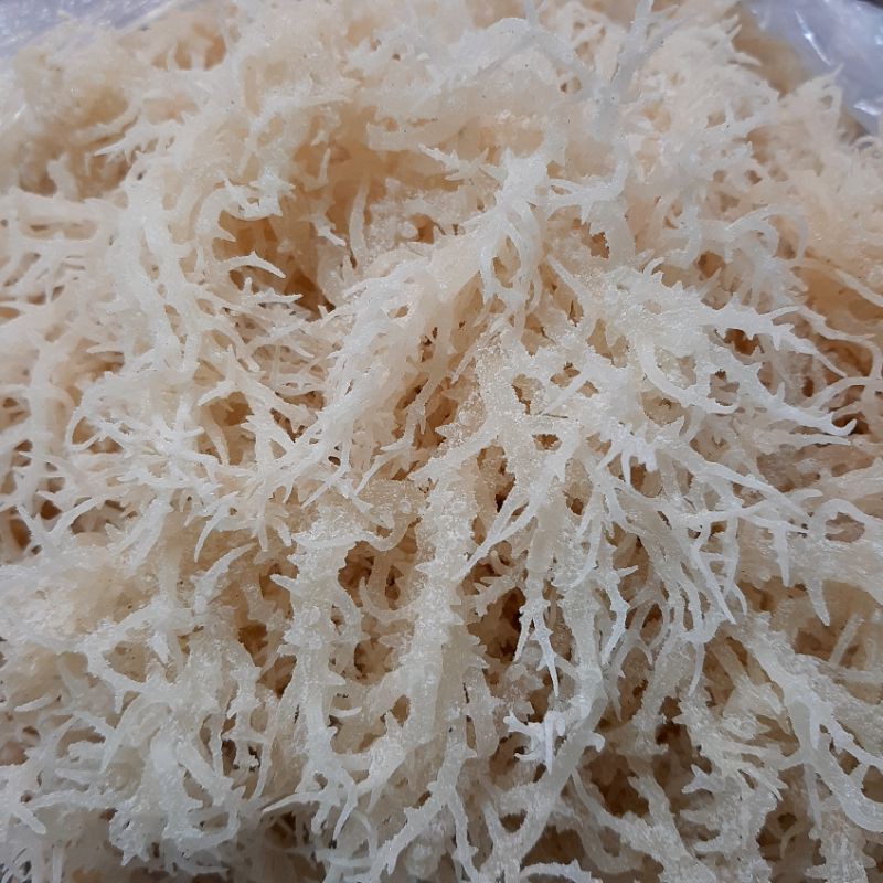 RONG SỤN GAI - RAU CÂU CHÂN VỊT 100gr | Shopee Việt Nam