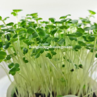 1 Kg - Hạt Giống Mầm Cải Ngọt Phương Nam