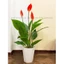 Cây giả - cây lan ý giả cao 1m decor màu đỏ/trắng