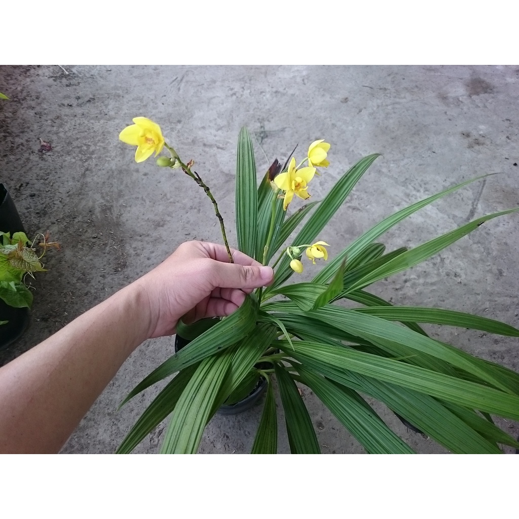 Cây lan chu đỉnh vàng ( địa lan hoa vàng ) - cây cảnh để bàn