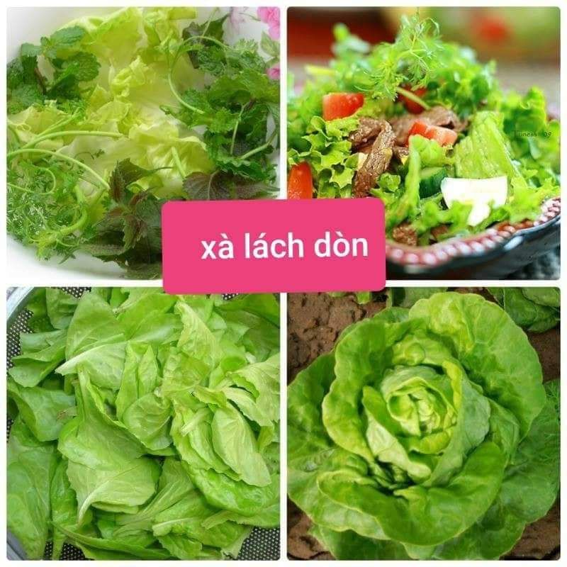 hạt giống xà lách hoa hồng cuộn dòn  💥SALE LỚN💥 chất lượng cao
