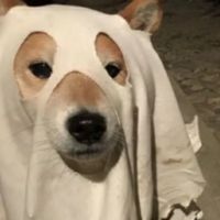 thanhtrucnghexinh