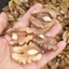 Nhân Óc Chó Mỹ (hàng mới, khách đặt mới bóc) bao thơm ngon ko hôi dầu 500g