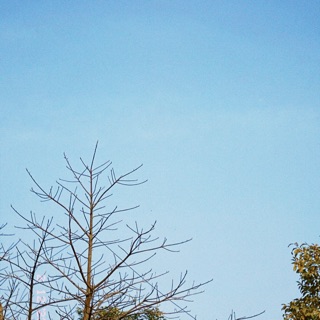baotramluong2011