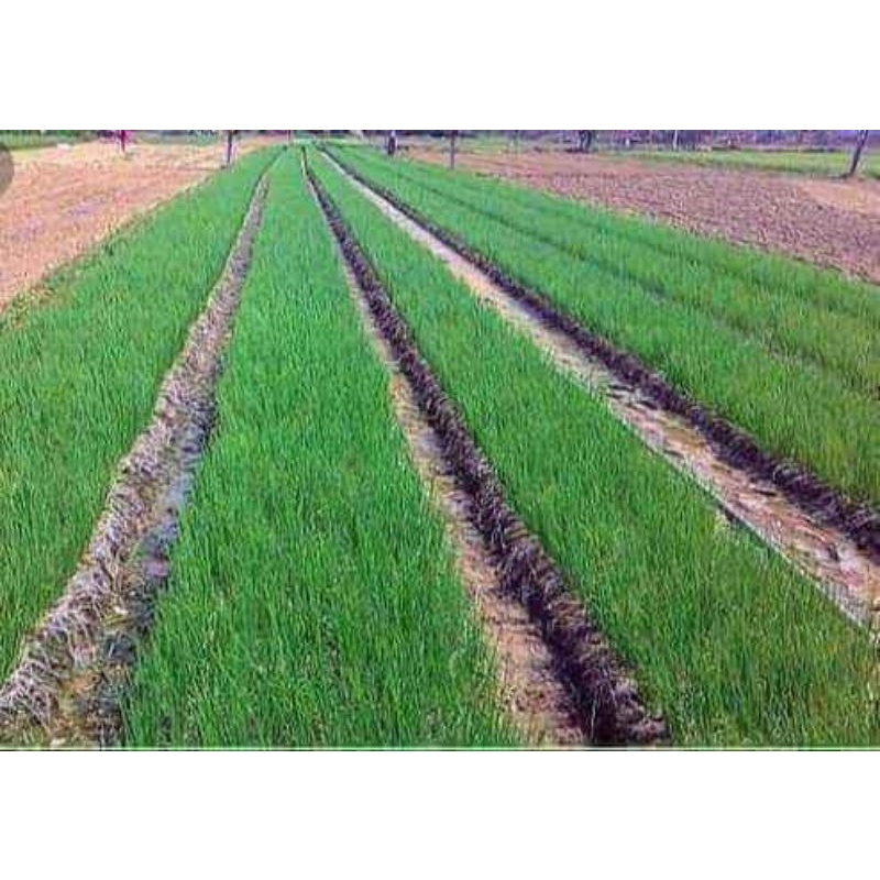 Hạt Giống Hành Hương Thơm F1 Hàng Xịn Chịu Nhiệt Cực Tốt