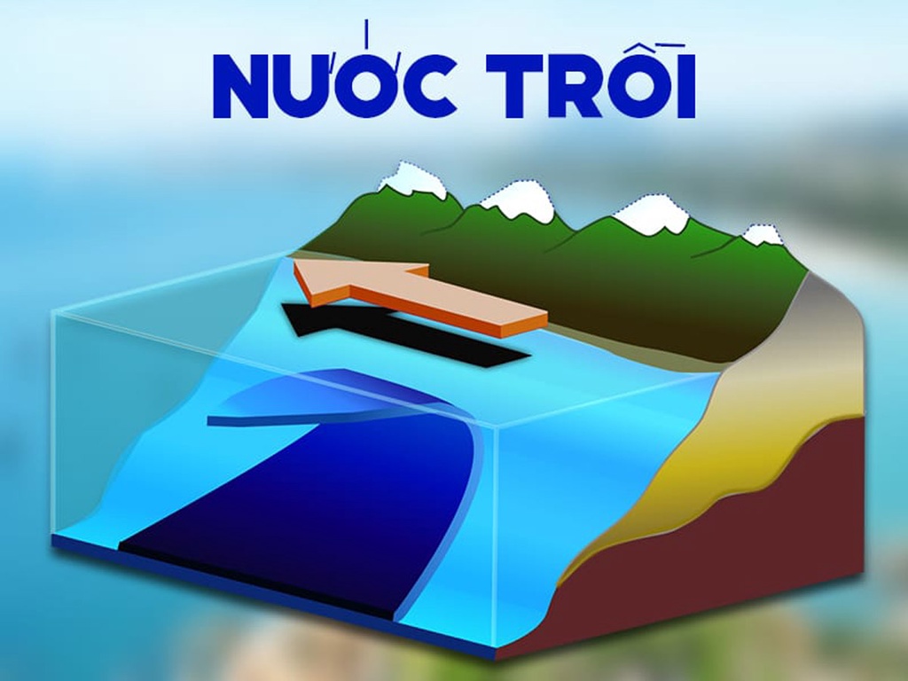 Đặc điểm cá cơm vàng ruột đỏ
