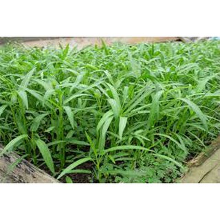 Hạt Giống Rau muống lá tre