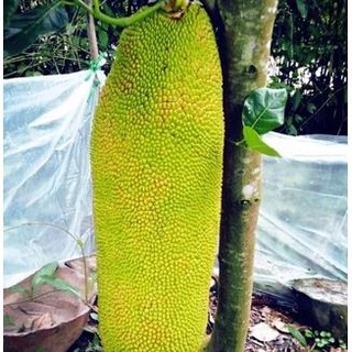 Cây giống mít malaysia trái dài 1m nhiều múi ít xơ rất thơm ngon .