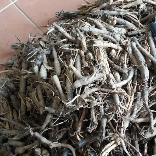 [Mã BMTTC60K giảm đến 60K đơn 50K] Sâm cau đen khô (Tiên mao) thượng hạng JINDO 1kg tốt cho sinh lực nam giới